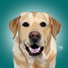 Magnus The Therapy Dog