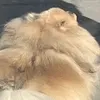 norksi