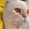 thubeo.nlyb