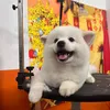 bonghoahmaupink8
