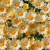diey_daisy