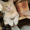 diah_gemoy1