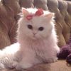 marshluvli