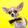 chihuahuasrcool