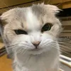 kativn_