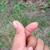 sinaga_040