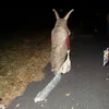 yupidupidub