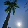 sasa_tagada