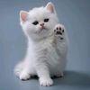 i_meong