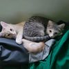 dontjinxitcatrescue