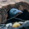 0nly_fish
