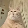 _thrlswtrbl