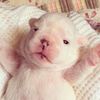 ilovepibble77