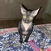 kotgarik_