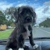 george_blue_5