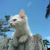 riaarwin