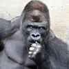 gorilla_ultimate