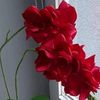 0619mavimavi