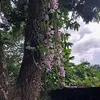 thiduccao