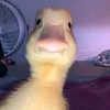 iyaclip