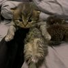 mochioloco