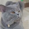indra_meowmeow