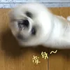 happydoggarden