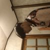 daraxxi_2