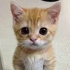 ifsgbou