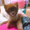 shsh_0320
