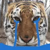 anitamei.com