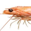 scribbleshrimp