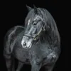 thedevilandhishorsewoman