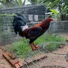 .vinhnguyen902440966