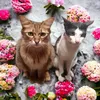 hana_98_bk