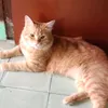 wennykartika0