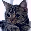 emixluo