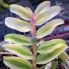 050606camthithuha