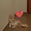 menna_awad1