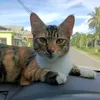 masmassiti