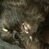 kitty198290