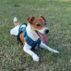 jack_russell_20240115
