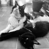 odinanddeva_mainecoons