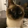 sarahsilvadeoliveirasil6