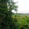 dopho33