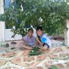 thangthong58