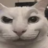 _steliyan_