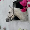 amal_qh87