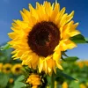 autumn_sunflower58