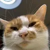 gekk_579